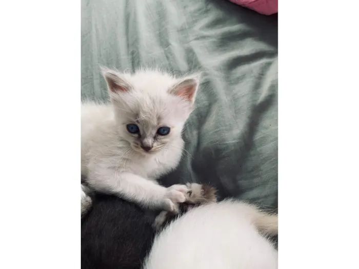 Gato raça SRD-ViraLata idade Abaixo de 2 meses nome Sem nome 