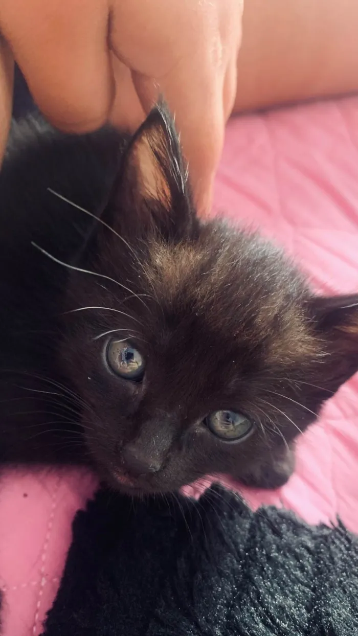 Gato raça SRD-ViraLata idade Abaixo de 2 meses nome Sem nome 