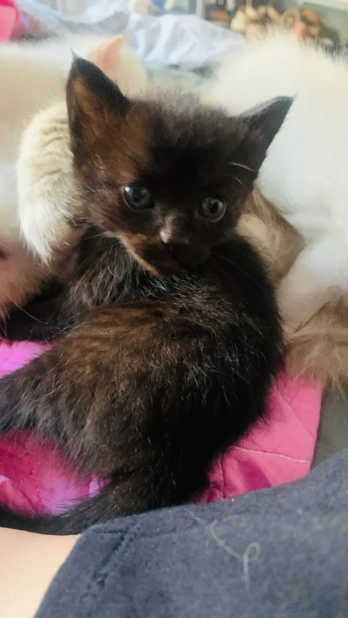 Gato raça SRD-ViraLata idade Abaixo de 2 meses nome Sem nome 