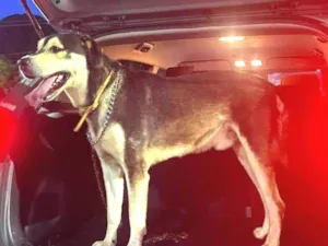 Cachorro raça Labrador/Pastor Alemão idade 4 anos nome Chico