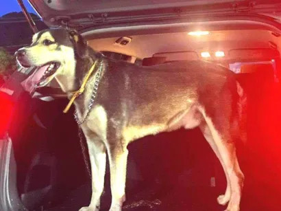 Cachorro raça Labrador/Pastor Alemão idade 4 anos nome Chico