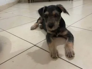 Cachorro raça SRD-ViraLata idade 2 a 6 meses nome DAMA
