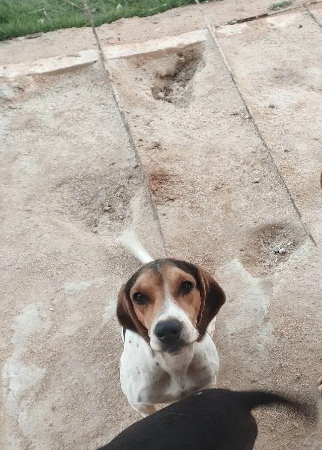 Cachorro raça Perdigueiro idade 1 ano nome Bil