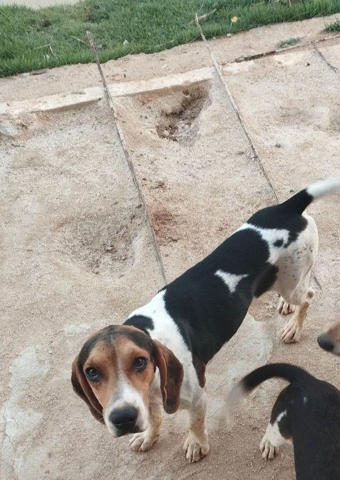 Cachorro raça Perdigueiro idade 1 ano nome Bil