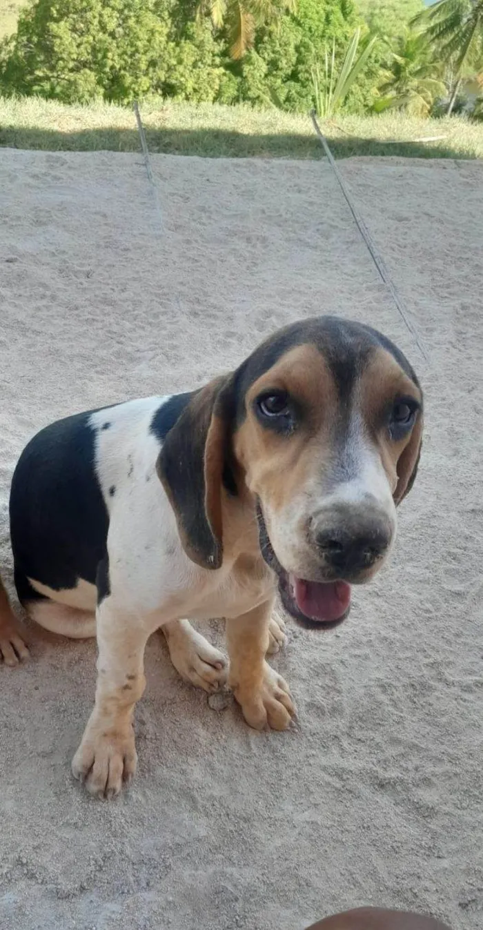 Cachorro raça Perdigueiro idade 1 ano nome Bil