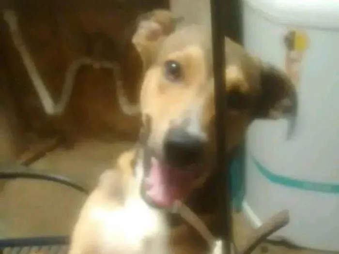 Cachorro raça SRD-ViraLata idade 6 ou mais anos nome Bethovem 