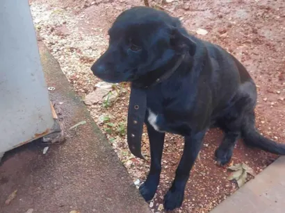 Cachorro raça SRD-ViraLata idade 2 anos nome Negão 