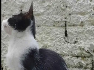 Gato raça SRD-ViraLata idade 1 ano nome Pandinha