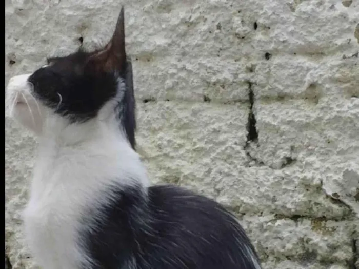 Gato raça SRD-ViraLata idade 1 ano nome Pandinha