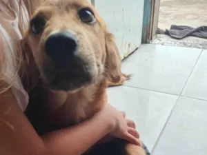 Cachorro raça SRD-ViraLata idade 2 a 6 meses nome Lili
