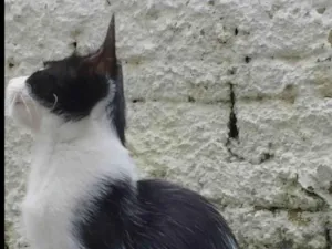 Gato raça SRD-ViraLata idade 1 ano nome Pandinha