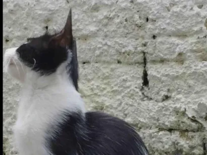 Gato raça SRD-ViraLata idade 1 ano nome Pandinha