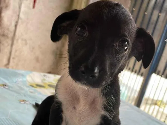 Cachorro raça SRD-ViraLata idade 2 a 6 meses nome Sem nome