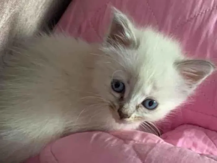 Gato raça SRD-ViraLata idade Abaixo de 2 meses nome Sem nome 