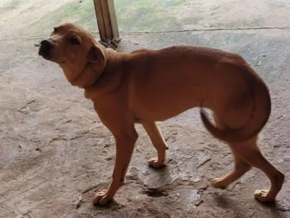 Cachorro raça SRD-ViraLata idade 7 a 11 meses nome Lua