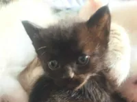 Gato raça SRD-ViraLata idade Abaixo de 2 meses nome Sem nome 