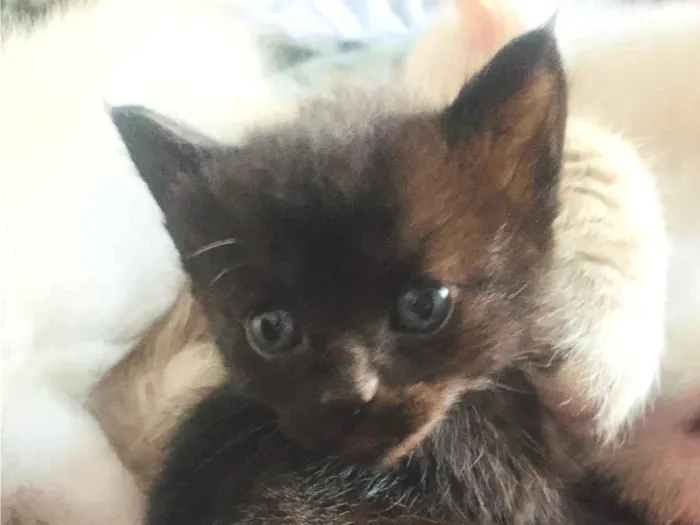 Gato raça SRD-ViraLata idade Abaixo de 2 meses nome Sem nome 