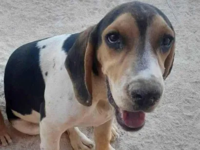 Cachorro raça Perdigueiro idade 1 ano nome Bil