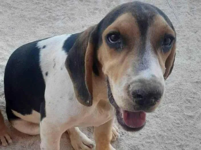 Cachorro raça Perdigueiro idade 1 ano nome Bil
