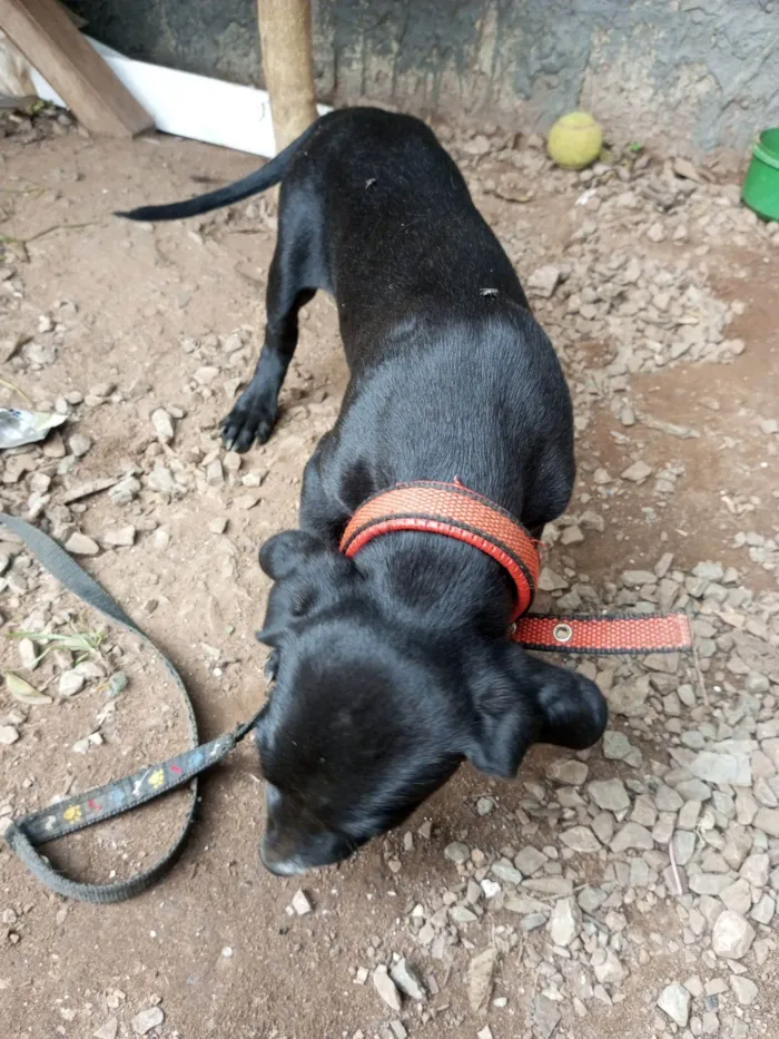 Cachorro raça SRD-ViraLata idade 2 a 6 meses nome Neguinha, Negresco 
