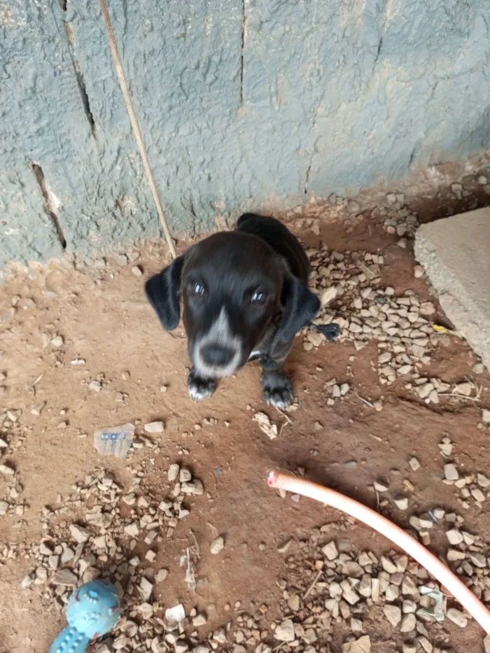 Cachorro raça SRD-ViraLata idade 2 a 6 meses nome Neguinha, Negresco 
