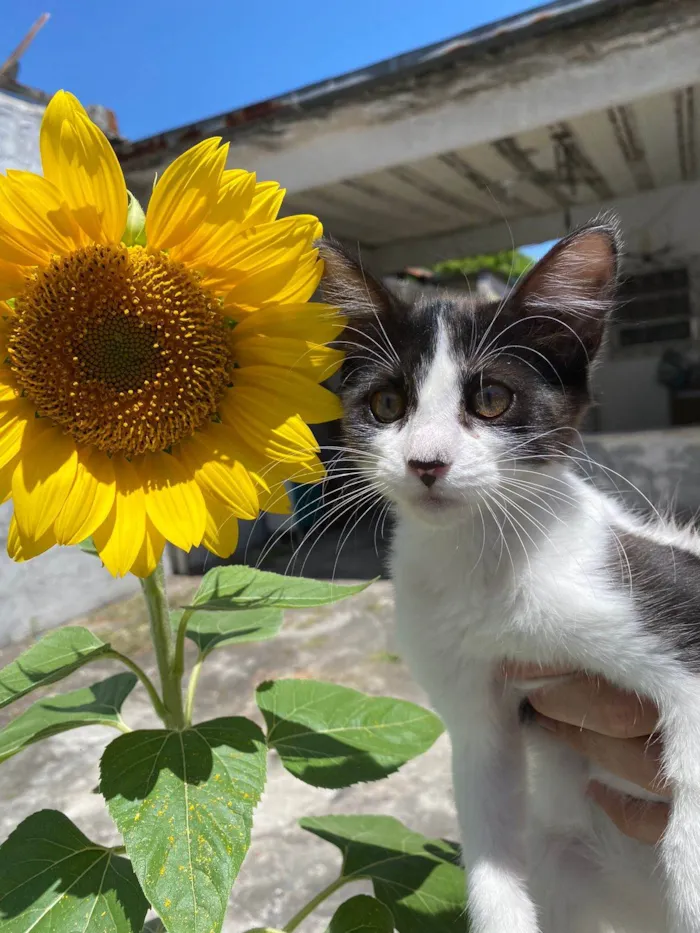 Gato raça SRD-ViraLata idade 2 a 6 meses nome Vaquinha
