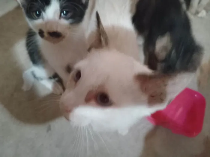 Gato raça SRD-ViraLata idade 2 a 6 meses nome Gatinhos