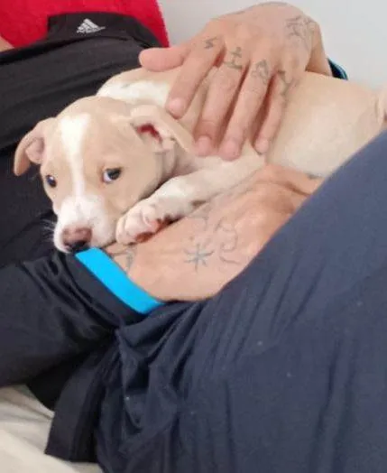 Cachorro raça SRD-ViraLata idade 2 a 6 meses nome Dengoso 