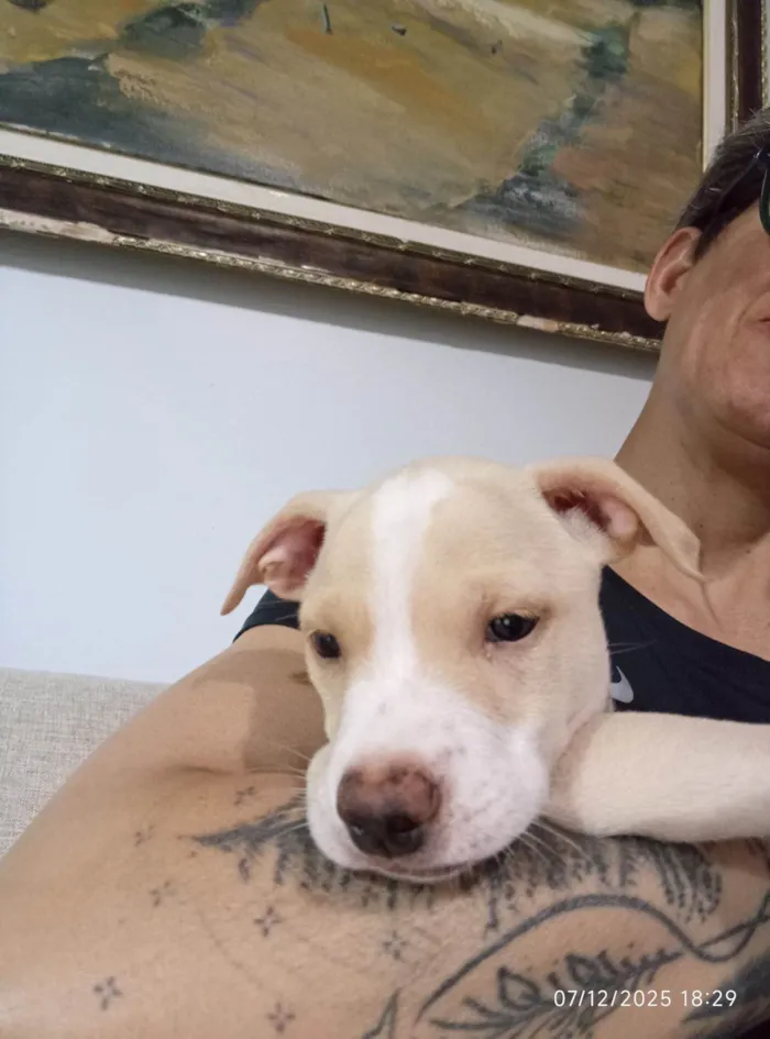 Cachorro raça SRD-ViraLata idade 2 a 6 meses nome Dengoso 