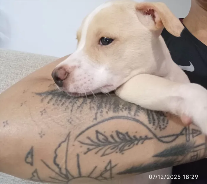 Cachorro raça SRD-ViraLata idade 2 a 6 meses nome Dengoso 