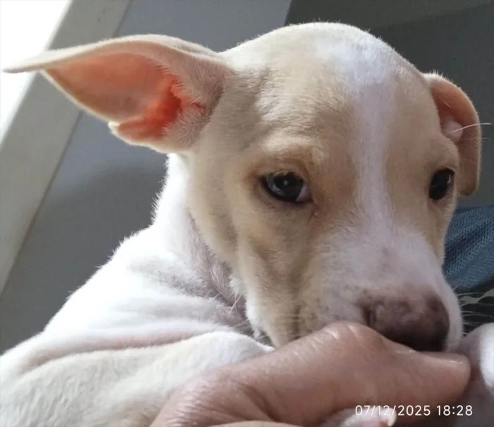Cachorro raça SRD-ViraLata idade 2 a 6 meses nome Dengoso 