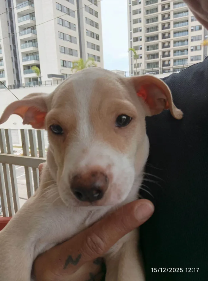 Cachorro raça SRD-ViraLata idade 2 a 6 meses nome Dengoso 