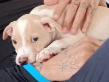 Cachorro raça SRD-ViraLata idade 2 a 6 meses nome Dengoso 