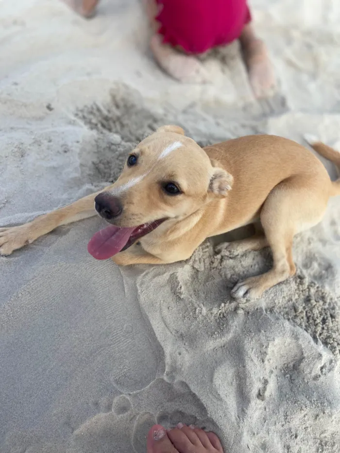 Cachorro raça SRD-ViraLata idade 2 a 6 meses nome Nina 