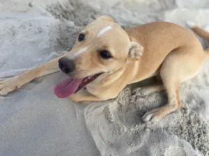 Cachorro raça SRD-ViraLata idade 2 a 6 meses nome Nina 