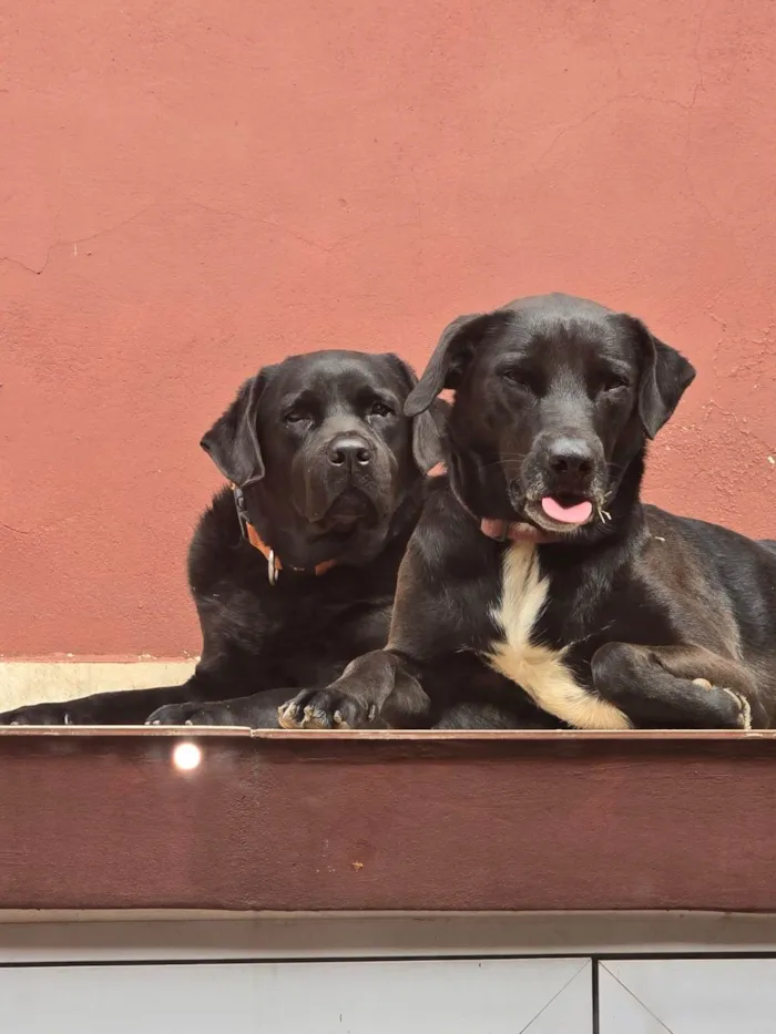 Cachorro raça Labrador idade 4 anos nome Moscatel e IPA