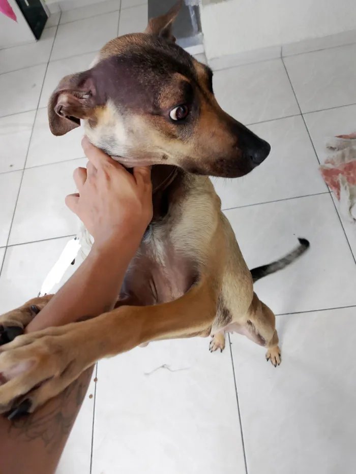 Cachorro raça SRD-ViraLata idade 1 ano nome Malu