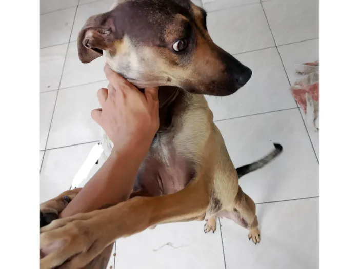 Cachorro raça SRD-ViraLata idade 1 ano nome Malu