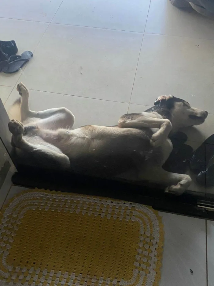 Cachorro raça Labrador/Pastor Alemão idade 4 anos nome Chico