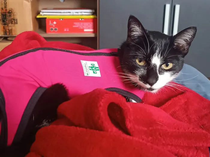 Gato raça SRD-ViraLata idade 2 anos nome Sammy