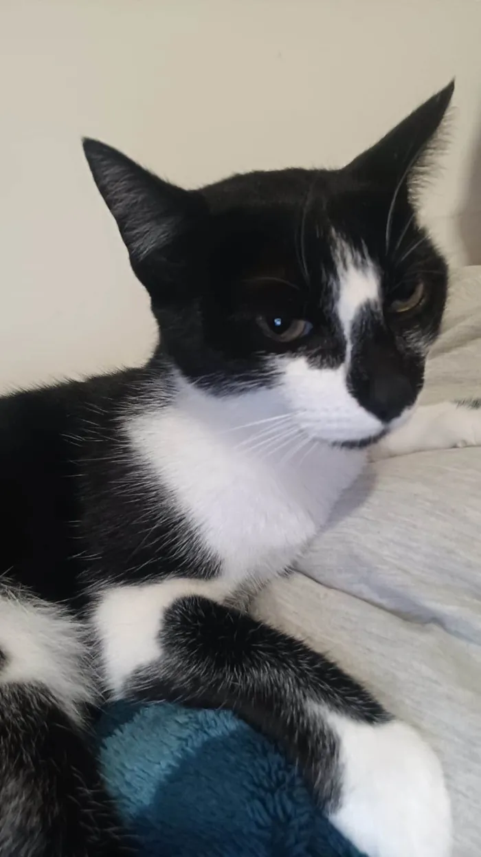 Gato raça SRD-ViraLata idade 2 anos nome Sammy