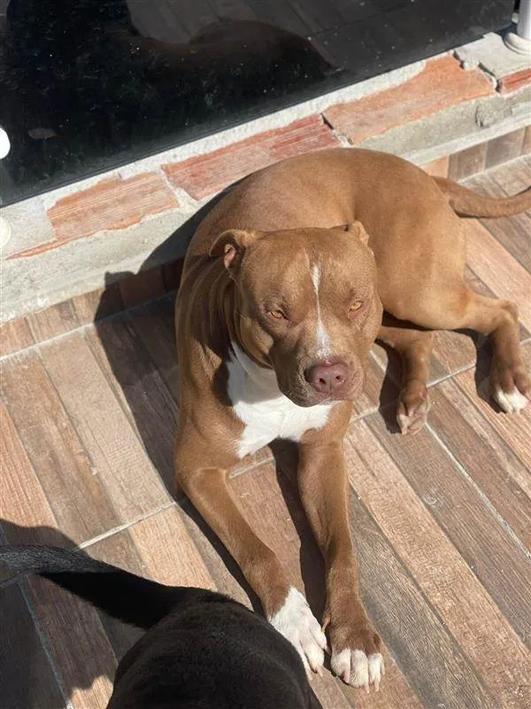 Cachorro raça Pit-Bull idade 2 anos nome Tiger e Neguinho 