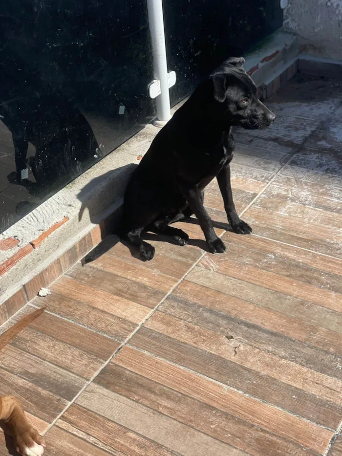 Cachorro raça Pit-Bull idade 2 anos nome Tiger e Neguinho 