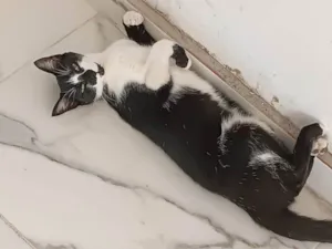 Gato raça SRD-ViraLata idade 2 anos nome Sammy