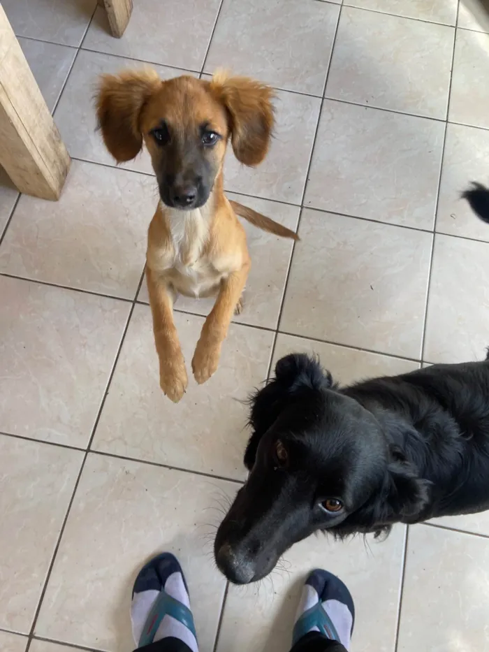 Cachorro raça SRD-ViraLata idade 2 a 6 meses nome Borys 