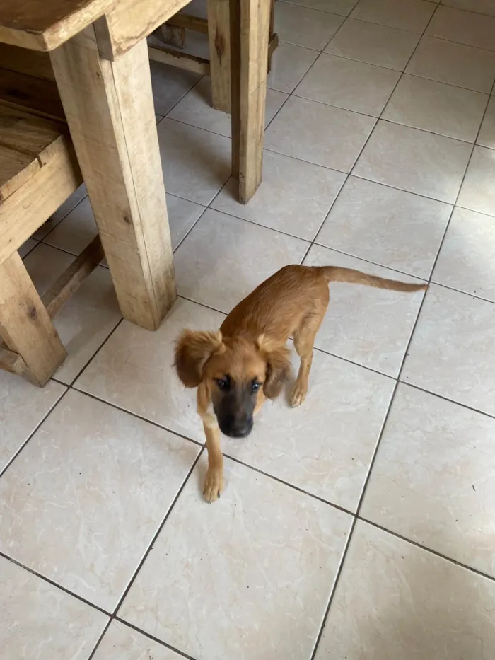Cachorro raça SRD-ViraLata idade 2 a 6 meses nome Borys 