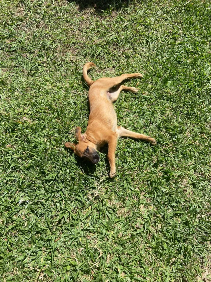 Cachorro raça SRD-ViraLata idade 2 a 6 meses nome Borys 