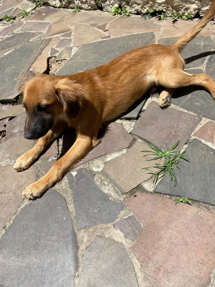 Cachorro raça SRD-ViraLata idade 2 a 6 meses nome Borys 