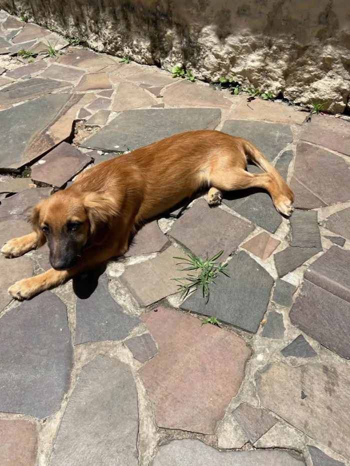 Cachorro raça SRD-ViraLata idade 2 a 6 meses nome Borys 