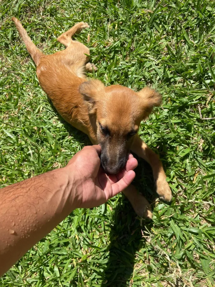 Cachorro raça SRD-ViraLata idade 2 a 6 meses nome Borys 